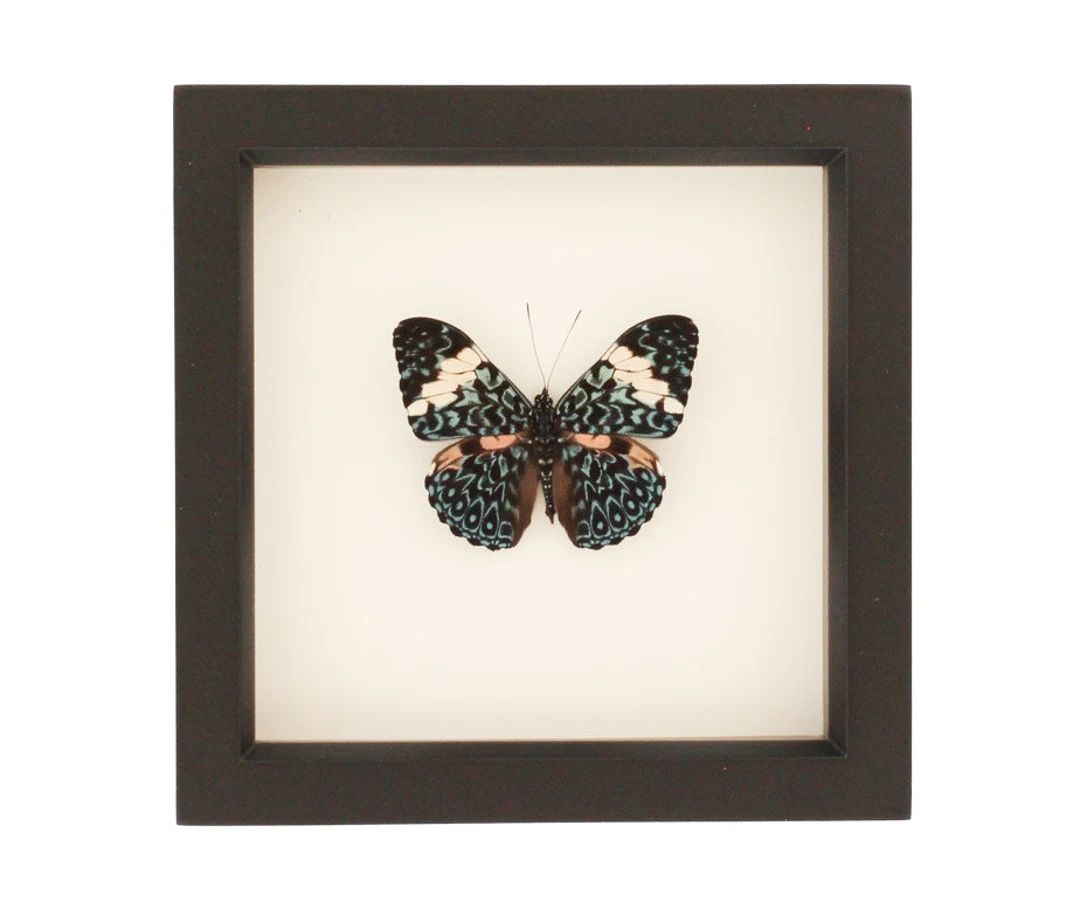 Framed Butterfly Cracker Butterfly | Etsy (US)