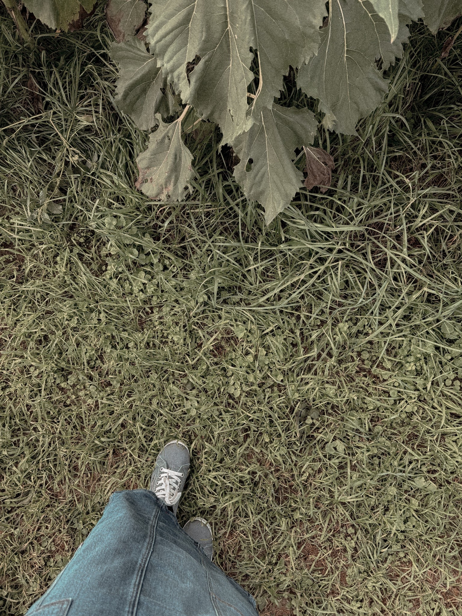 modest fall denim outfit inspo | fall fashion 🤍

#LTKBeauty #LTKHalloween #LTKSeasonal