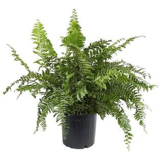 10 in. Macho Fern Plant with Green Foliage 15509 - The Home Depot | The Home Depot