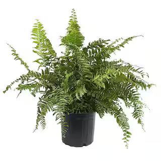 10 in. Macho Fern Plant with Green Foliage 15509 - The Home Depot | The Home Depot