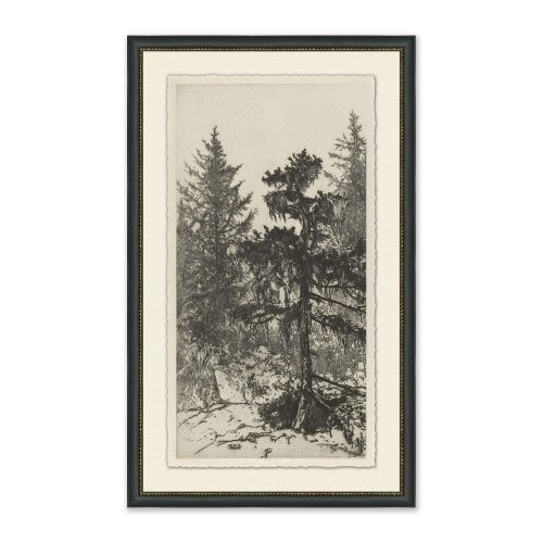 Tall Trees II | Magnolia