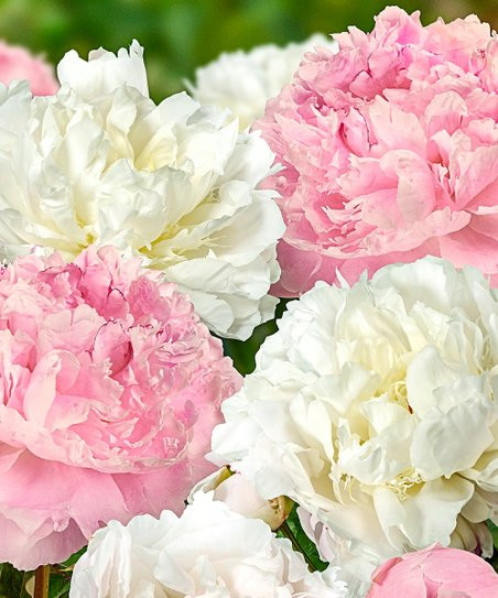 Spring Hill Nursery French Peony Bare-Root - Set of Three | Zulily