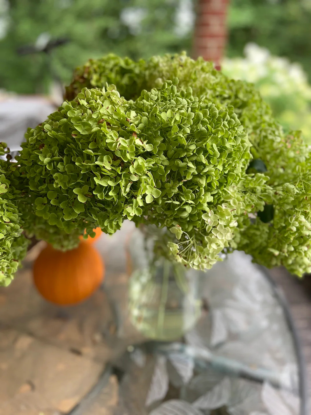 Dried Annabelle Hydrangea Bunch - You choose color - Med to Lg. Blooms Set of 8 | Etsy (US)