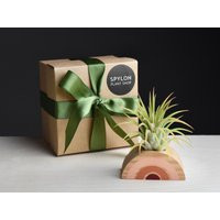Rainbow Air Plant Gift Box | Etsy (US)