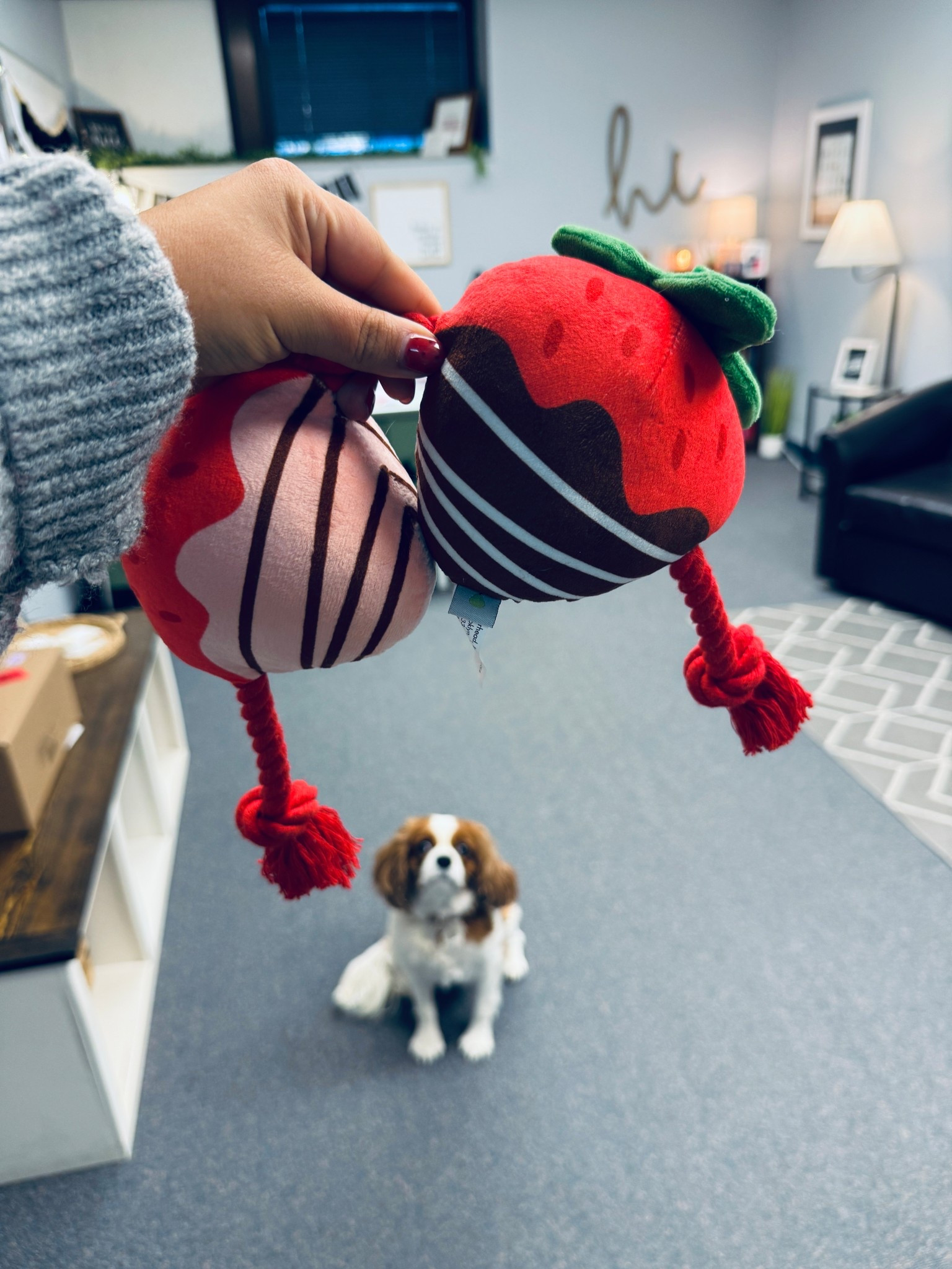 the first day of school in the month of February calls for a vday toy! cutie lil chocolate covered strawberries on a rope for P! 🍫🍓🐶

#LTKValentine #LTKdayinmylife #LTKSeasonal