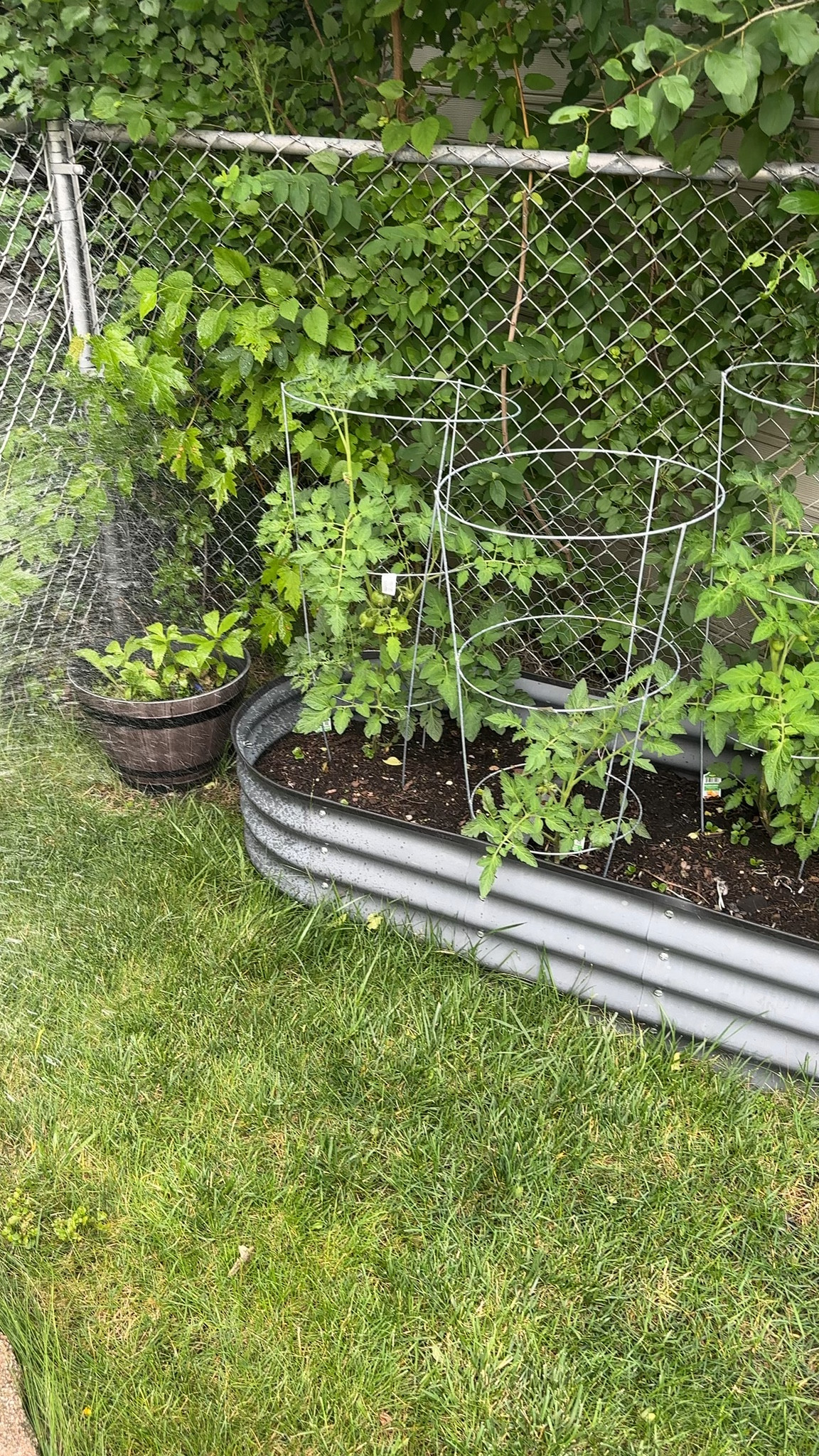 Jiddo’s Garden, growing nicely 🌱

#LTKfoodie #LTKHome
