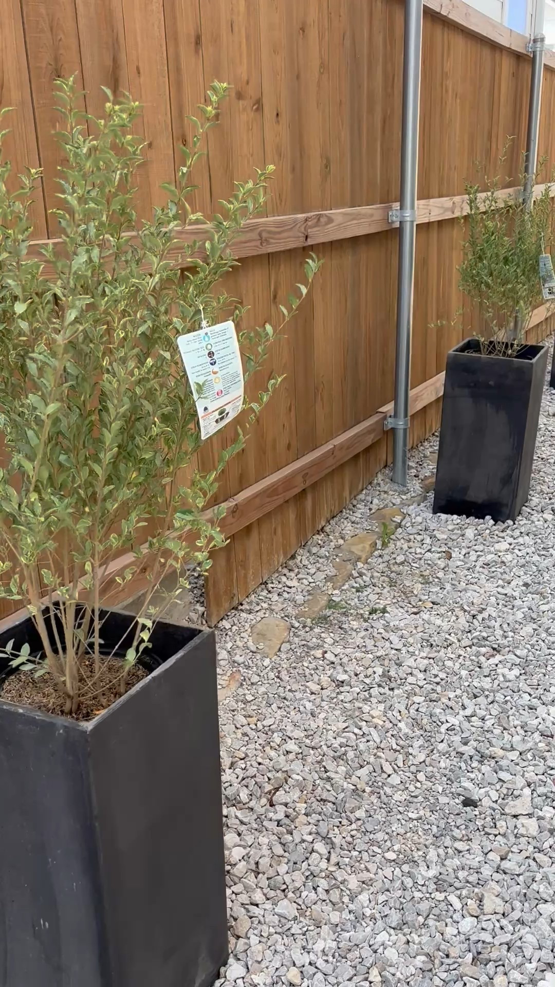 Planted Variegated Chinese Privet in the column pots, and Variegated Pittosporum in 2 larger pots! The herbs/veggies 
 are small green peppers, cherry tomatoes, banana peppers, lavender, cilantro, Thai basil, strawberries (going to try one more time), and jalapeños! If we pull this off, I might be making my own salsa! 🫶🏾 linking my pots for you!  #smallpatio #planters #gardeningtools #garden #patio #springpatio #planting 

#LTKHome #LTKSeasonal #LTKStyleTip