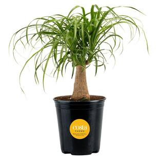 Costa Farms Ponytail Indoor Palm in 6 in. Grower Pot, Avg. Shipping Height 1-2 ft. Tall M-PTP-G-P... | The Home Depot