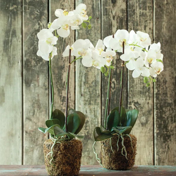 Stiles Faux Phalaenopsis Orchid Drop-in | Wayfair North America