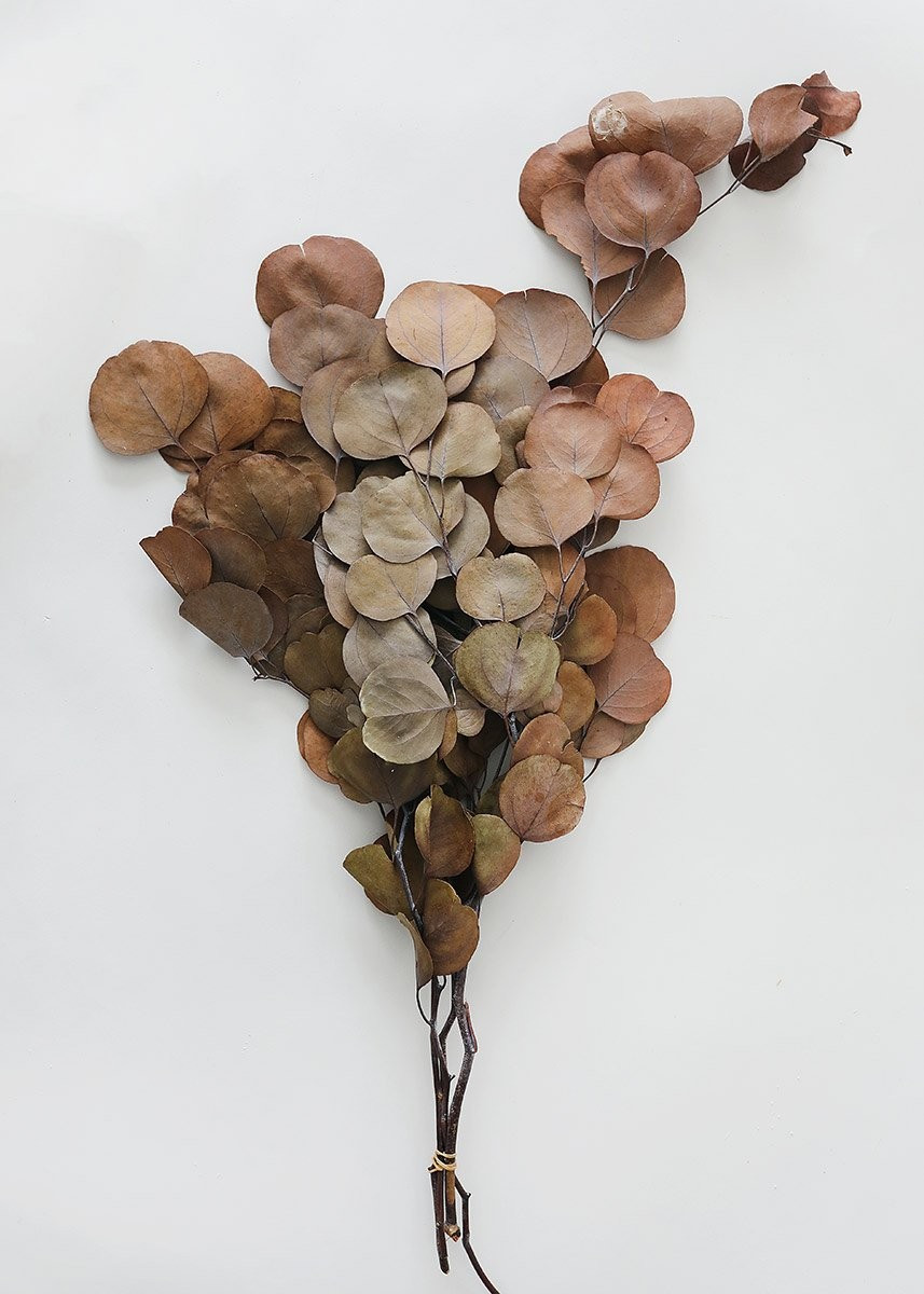 Natural Brown Preserved Silver Dollar Eucalyptus - 20-26" Tall | Afloral (US)