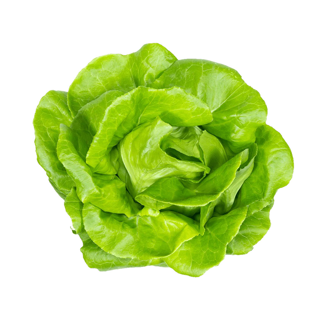 Classic Butter Lettuce | Lettuce Grow