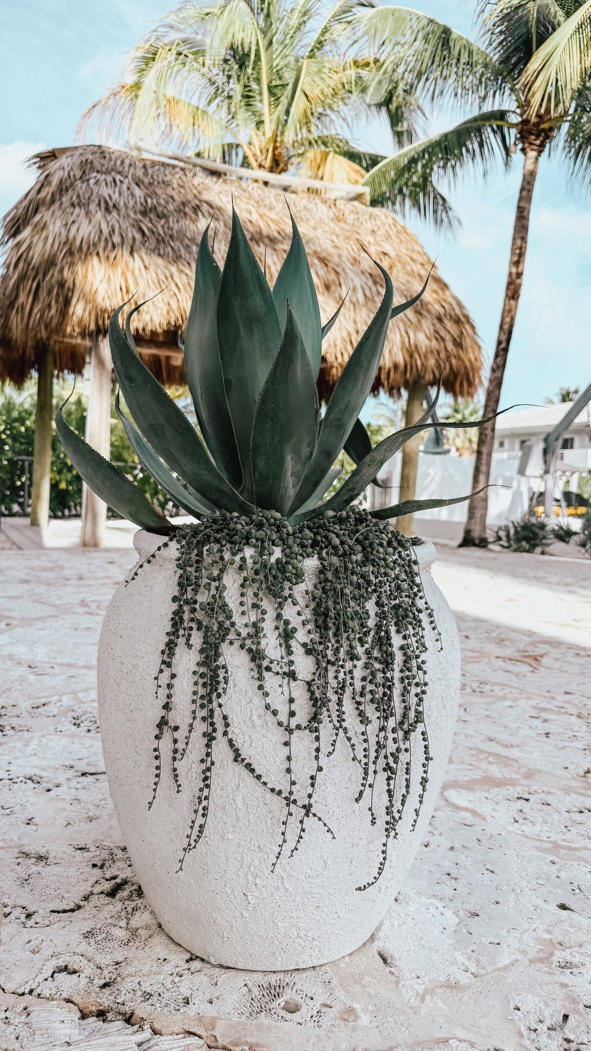Love these Lowe’s Planters 🤍 adding 2 infront of the tiki 🌴 this is the larger size but there’s also a smaller version if you want to layer ✨

#planter #planters #porch #patio #outdoorplanter #outdoordecor #outdoorfinds #lowes

#LTKHome #LTKSeasonal #LTKFindsUnder100