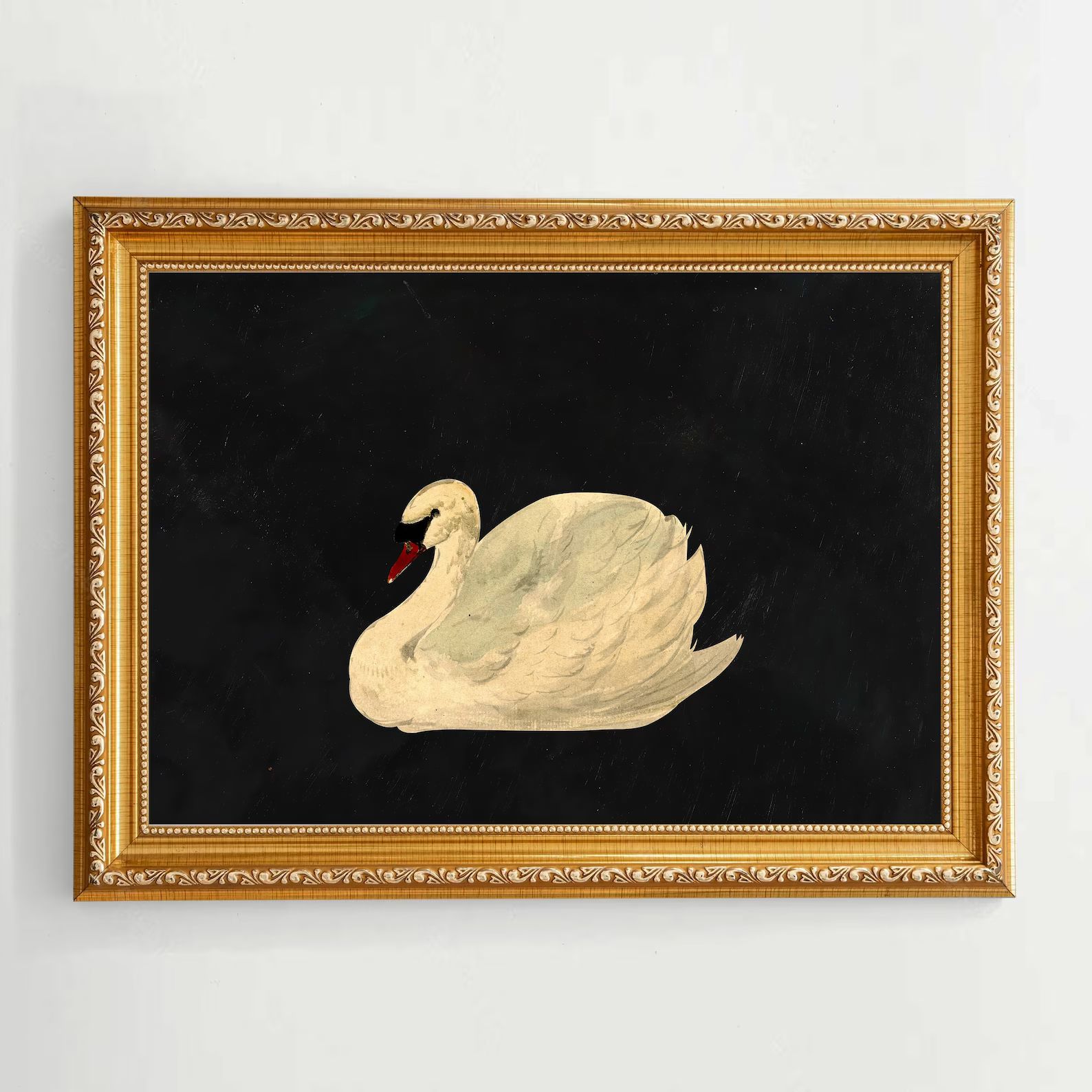 Aert Schouman knobbelzwaan mute Swan on Antique, Weathered Black Background Unframed Fine Art Pri... | Etsy (US)