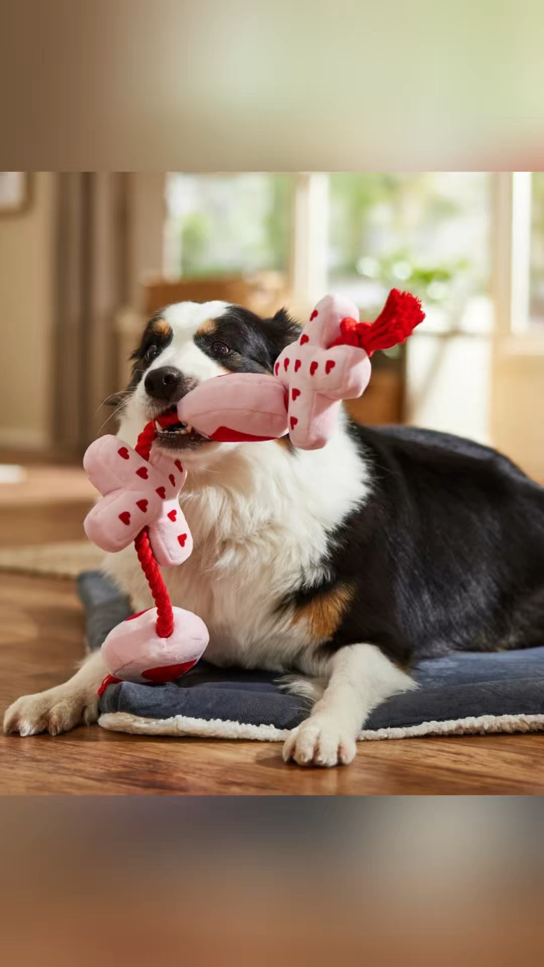 Dog Valentine Rope for Large Breeds 
* A squeaker in each plush provides the noisy fun your dog loves, encouraging them to get the exercise they need with stimulating games of chase and fetch.


#LTKHome #LTKWatchNow