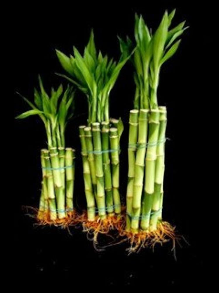 Betterdecor- 30 Stalks of Straight Lucky Bamboo (4"x10 Pcs+6'x10 Pcs+8"x10 Pcs) | Amazon (US)