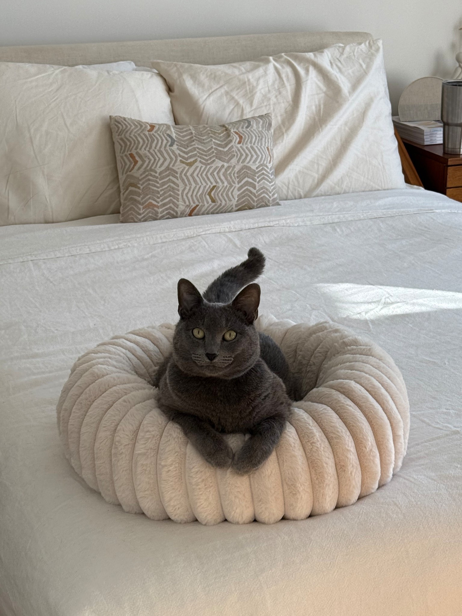 Cat mom must-haves 

From keeping your home looking and smelling amazing, to keeping the aesthetics with pets, these are my kitty must haves 

#LTKFindsUnder50 #LTKHome #LTKPets