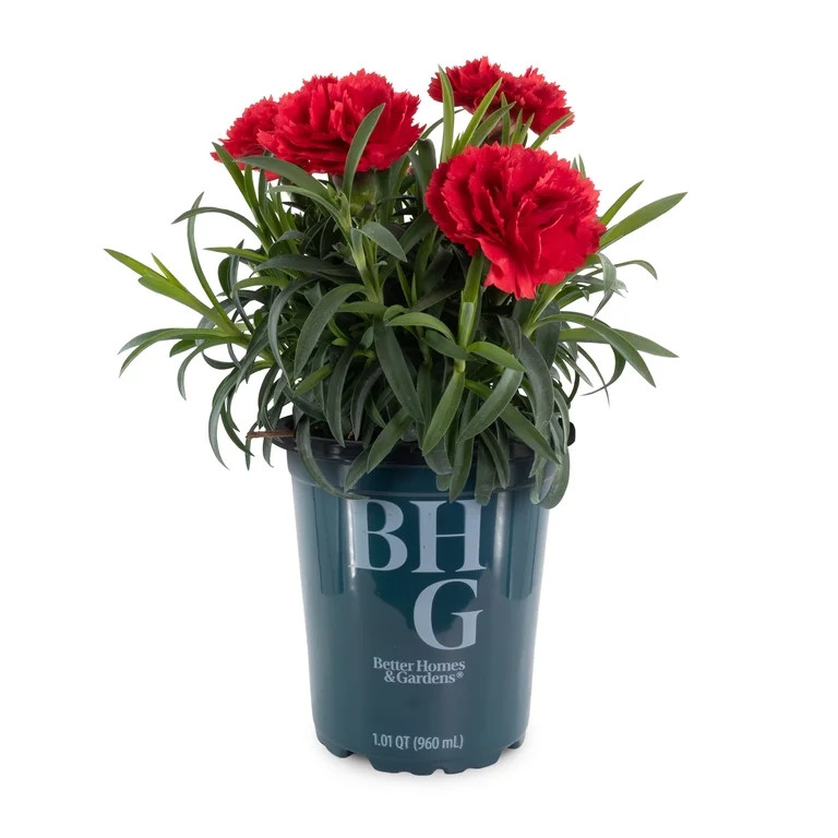 Better Homes and Gardens Outdoor Live Plant Dianthus Carnation Sunflor Allura Red 1QT, Full Sun | Walmart (US)