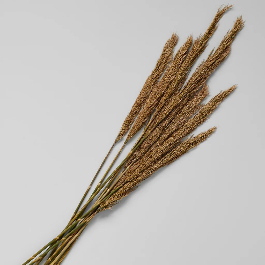 Dried Plume Reed, Natural | Bloomist