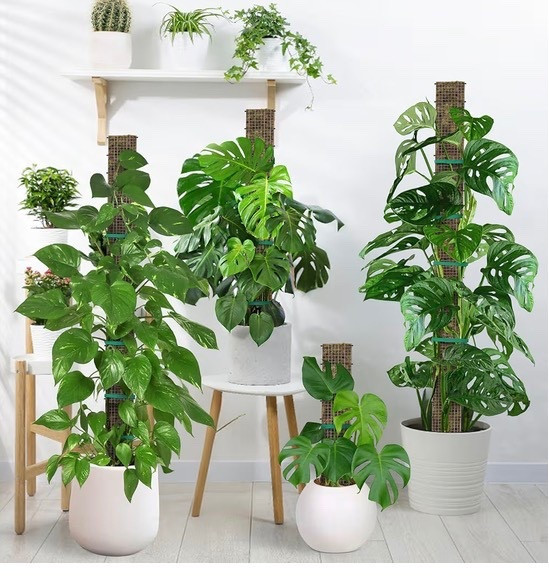 Moss pole for plants 

#LTKdayinmylife #LTKmomlife #LTKgrwm