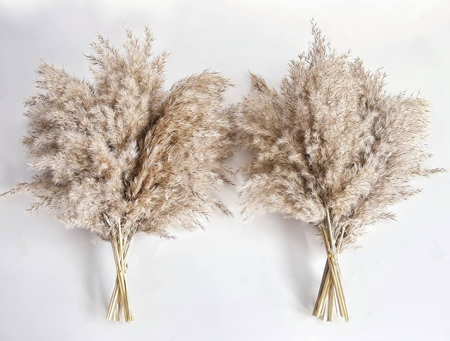 Pampas Grass Decor, Natural Dry Pampas Grass Small, Short Pampass Bulk for Farmhouse, Wall, Kitch... | Amazon (US)