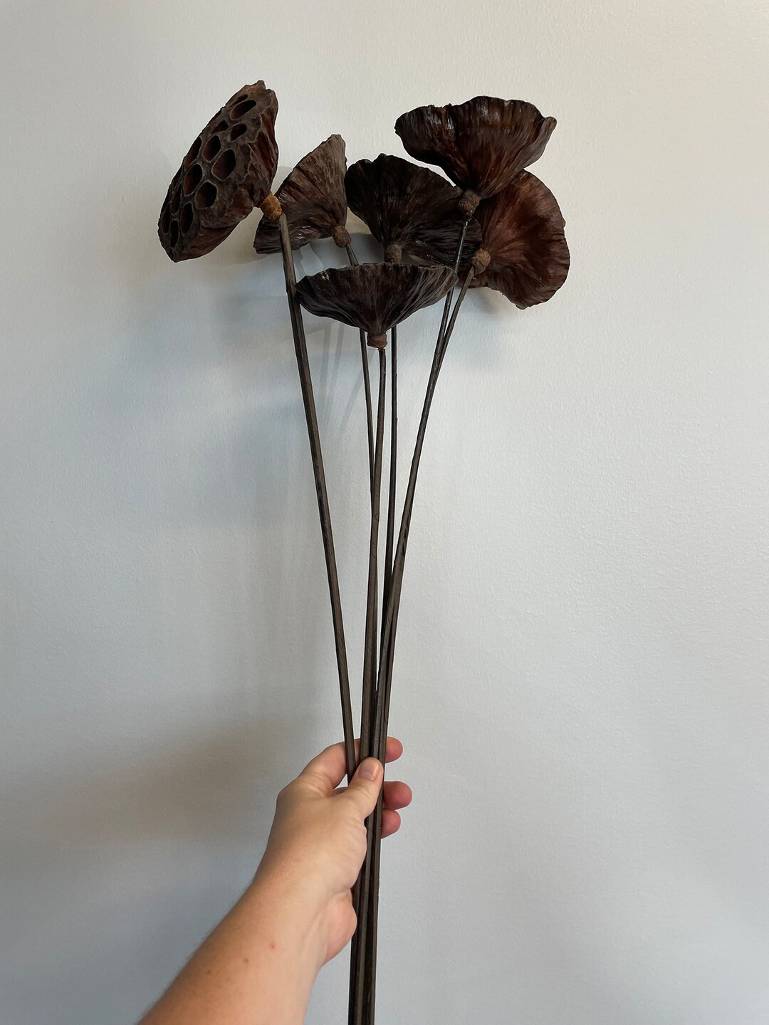 Dried Lotus Head Pack of 6 Stems 38in Brown ARTIFICIAL - Etsy | Etsy (US)
