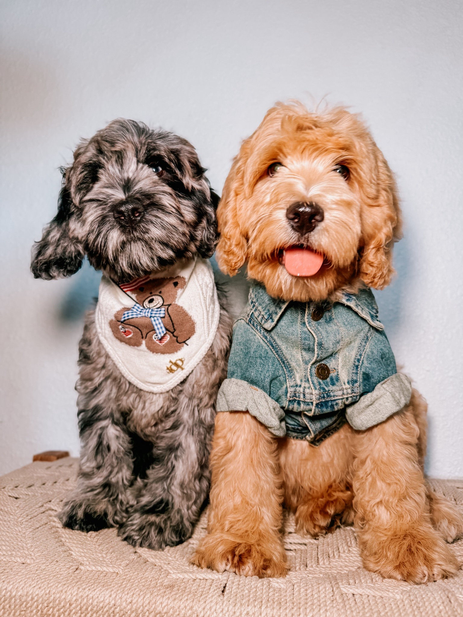 DENIM DOG JACKET