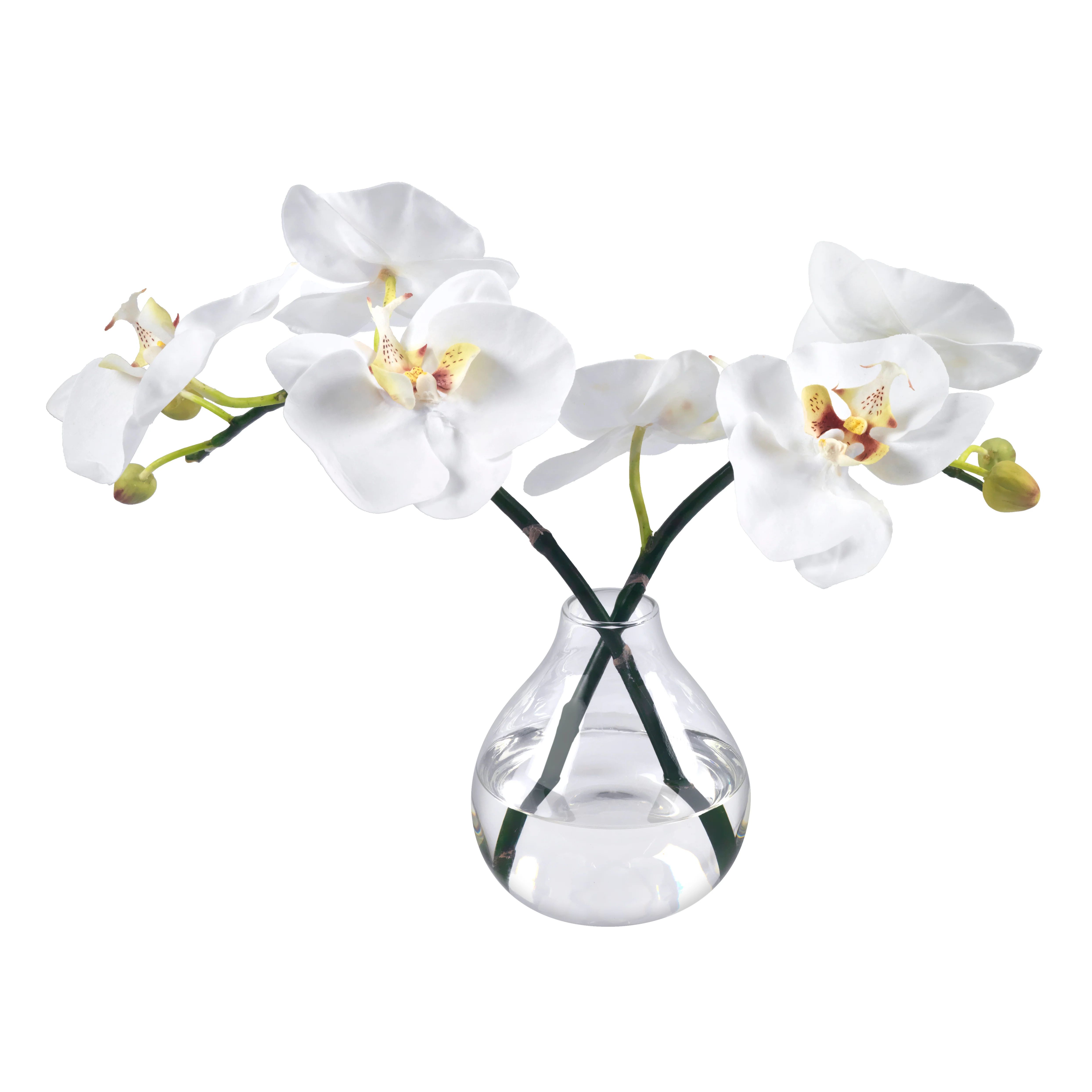 Orchid Blossoms in Glass Bud Vase | Diane James Home