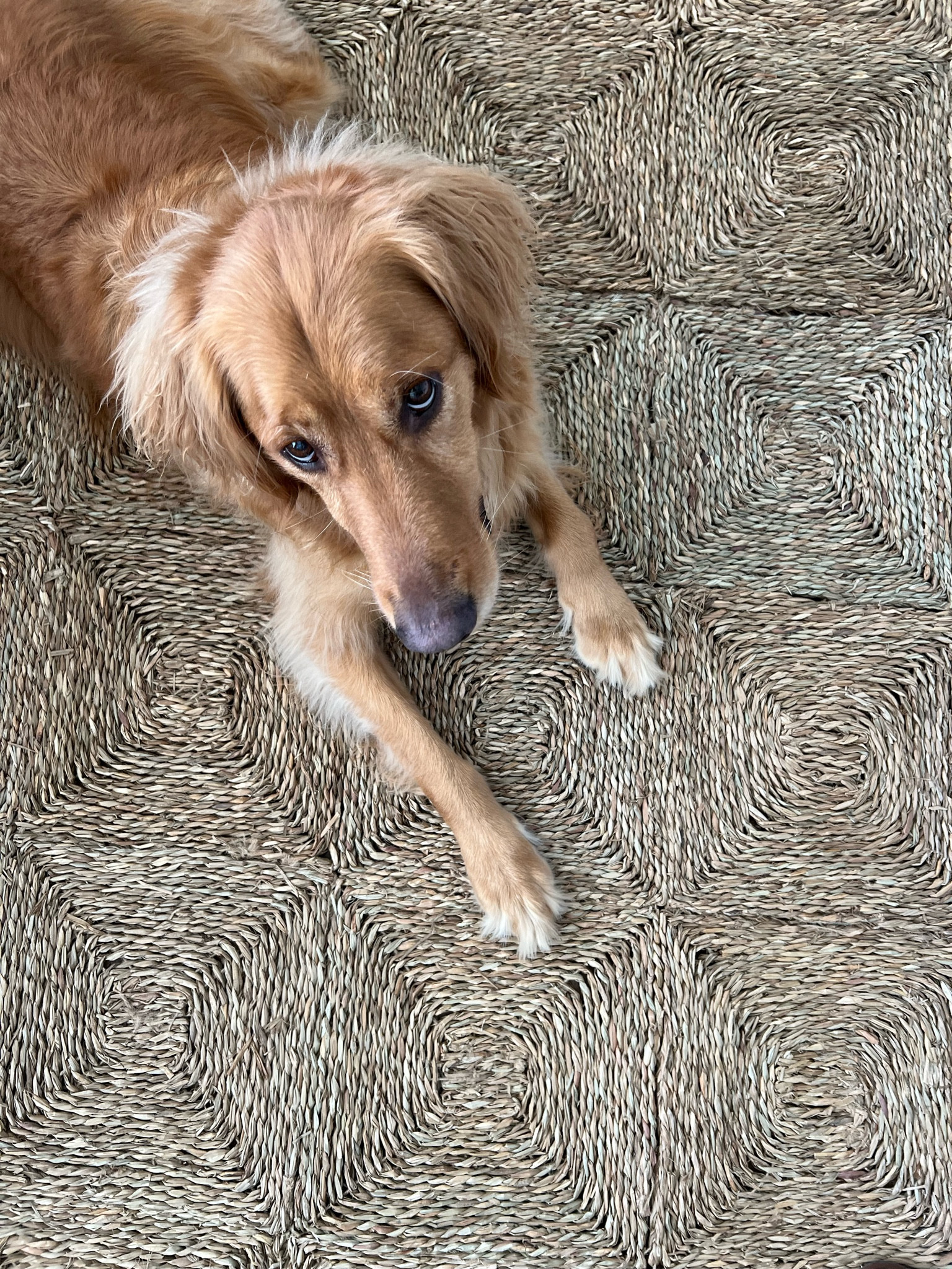 Living room rug from Rush House

#LTKhome