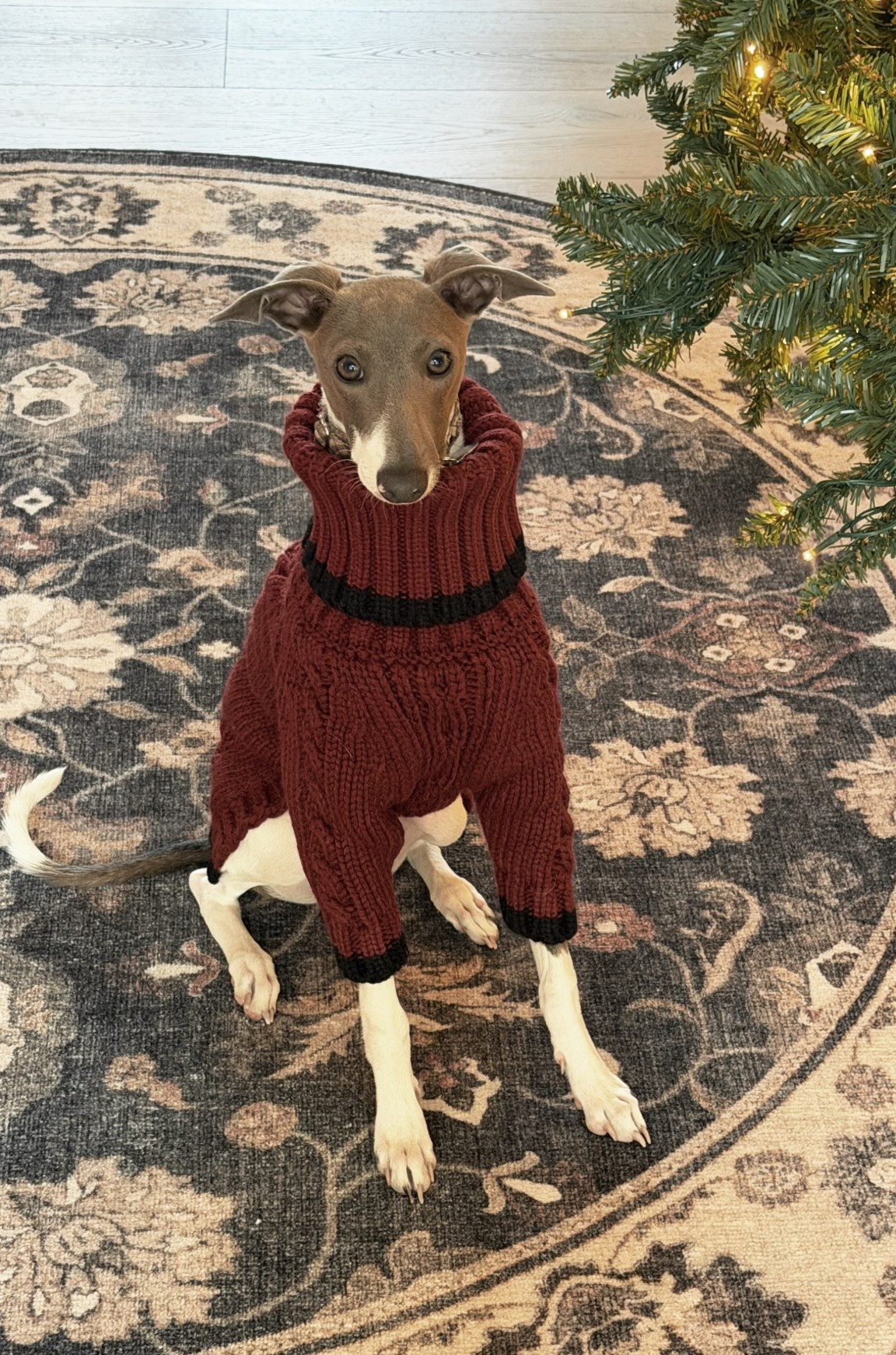 Italian Greyhound clothes // Dog finds // Whippet // Greyhoundd

#LTKFindsUnder50