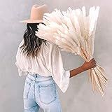Table-Top-Size Dried Pampas Grass-45 CT | Sun-Bleached White Color | Dried Flower Arrangement For Ho | Amazon (US)