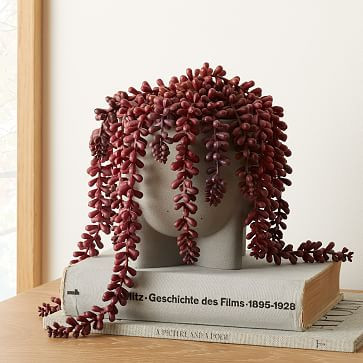 Faux Potted Ruby Donkeytail | West Elm (US)