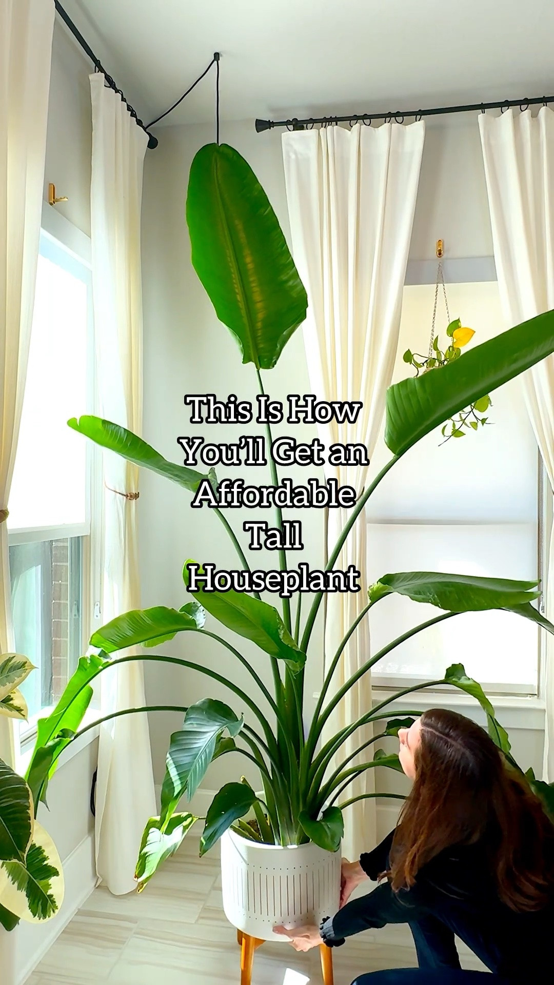 Most people assume large indoor plants come with a high price tag — but that’s not always the case.

This Bird of Paradise was purchased small for under $5 and turned into a major statement within a year.

Compared to many houseplants, this one grows noticeably faster when it’s getting the right amount of sunlight and consistent care.

Beginner-friendly.
Easy to find.
Rewarding growth in a short timeframe.

👉 If you’d like the links, comment “BIRD.” 🌿

#houseplanttips #budgetplants #plantgrowth #indoorplants #birdofparadise

affordable tall houseplant | bird of paradise growth | fast growing indoor plants | budget friendly houseplants | how to grow big indoor plants | tall statement plants indoors | beginner houseplants | plant growth timeline

#LTKMothersDay #LTKmomlife #LTKmorningroutine