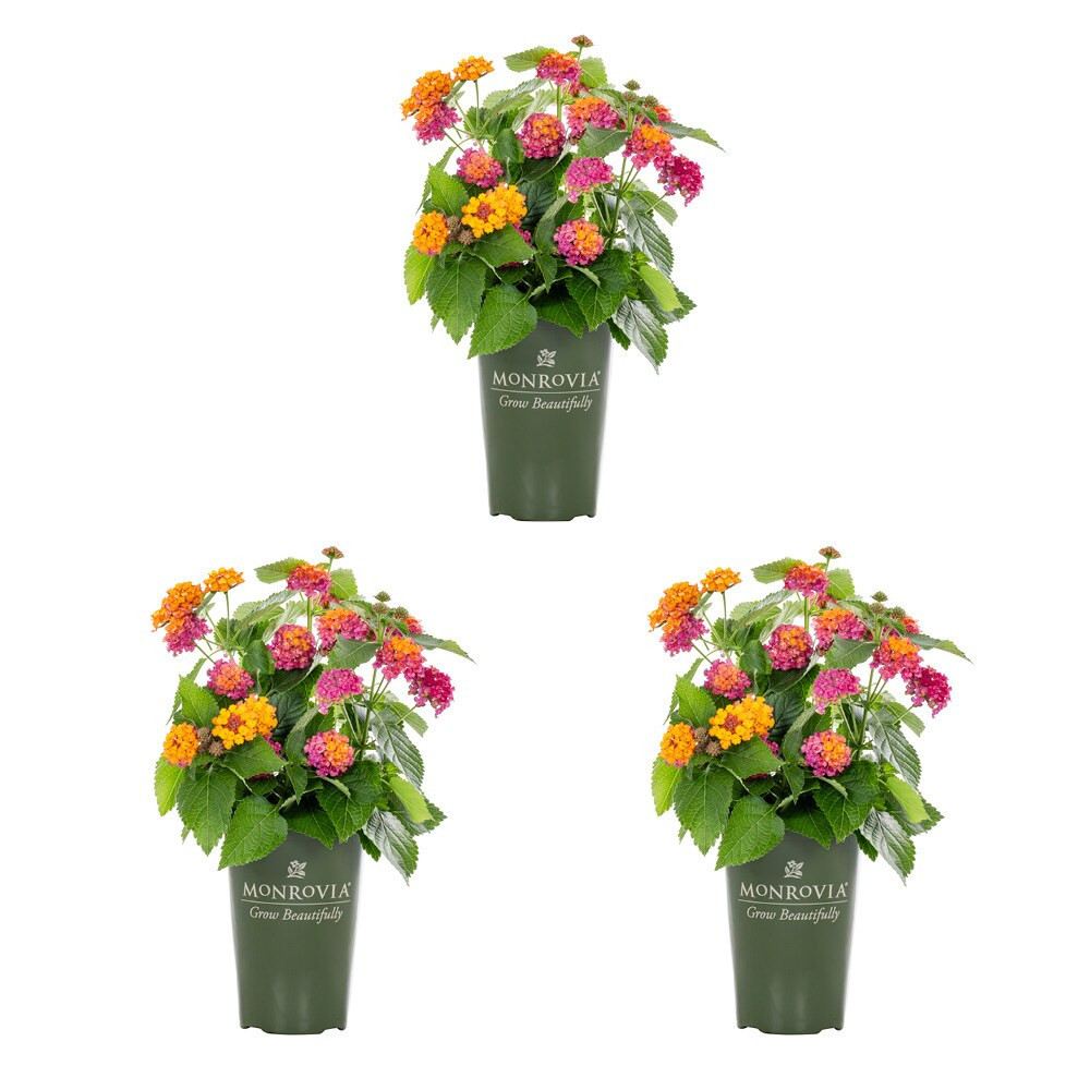 Monrovia 2 Quart(s) Lantana 3 -Pack - Low Maintenance | 79168 | Lowe's