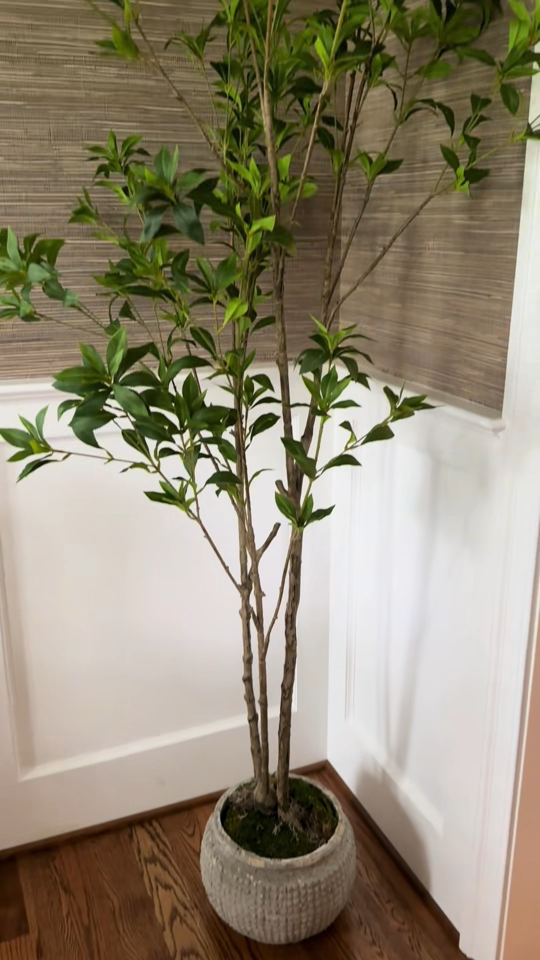 Beautiful faux tree from Walmart #fauxtree

#LTKstyletip #LTKhome