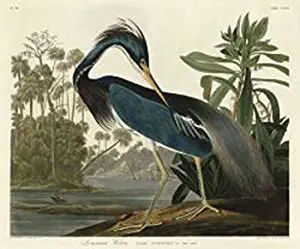 Louisiana Heron a Fine Art Print by John James Audubon, Image and Overall Size: 16x20 | Amazon (US)