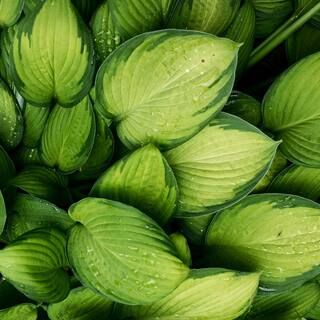 2.5 Qt. Guacamole Hosta Live Plant with Bright Apple Green and Dark Green Variegated Leaves-9771Q... | The Home Depot