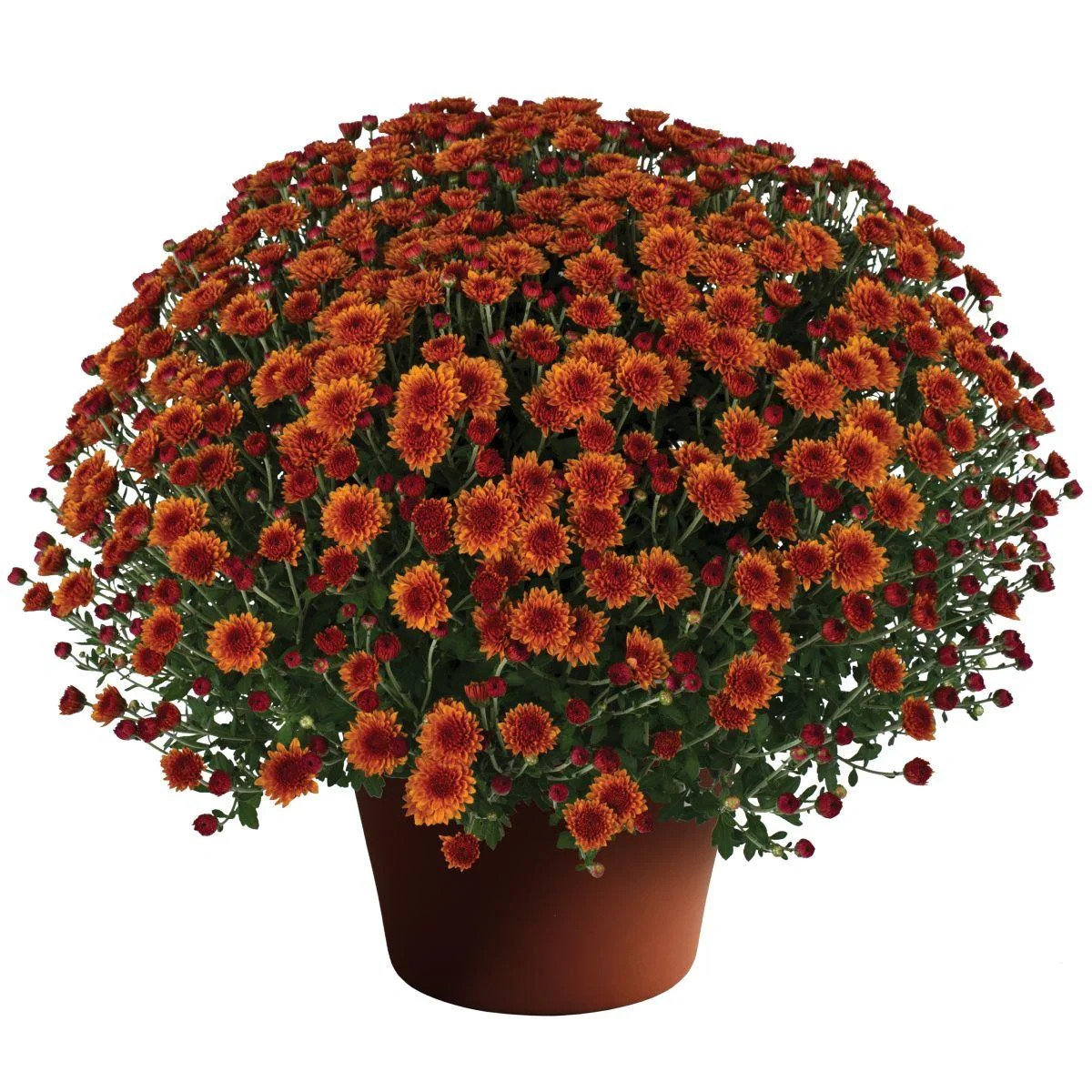 Miranda Orange Garden Mum-Hardy Perennial-Perfect for Autumn Displays  6" Pot | Walmart (US)