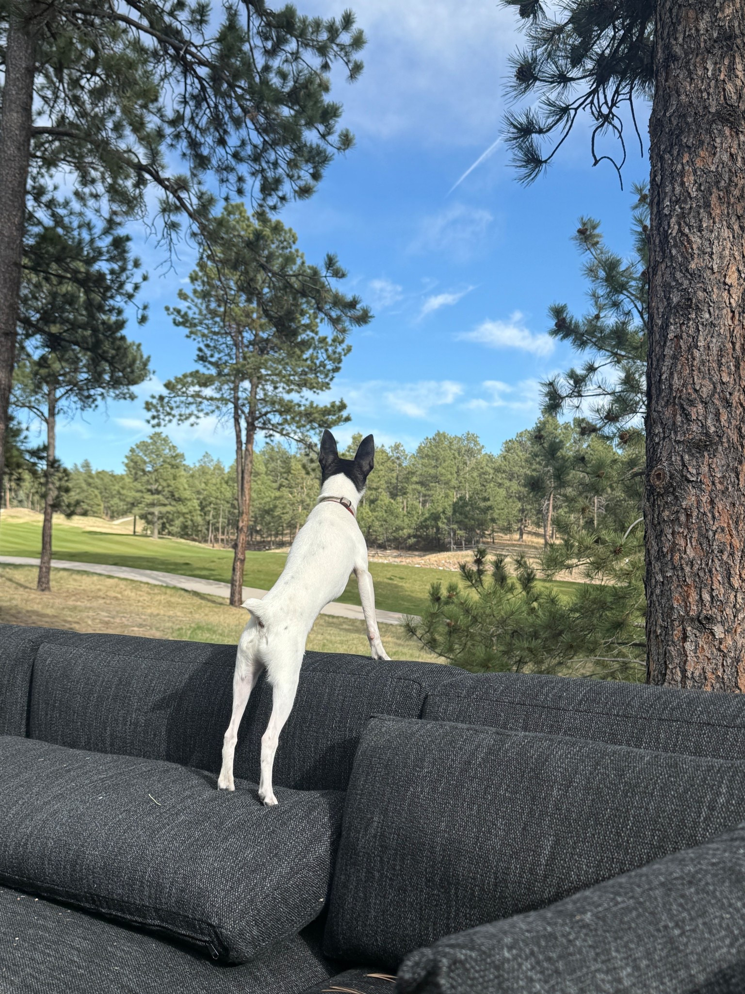 Tacho on duty! We updated our outdoor furniture last year. Everything is from RH and can’t be linked so I’m sharing similar options.

#LTKSeasonal #LTKdayinmylife #LTKHome