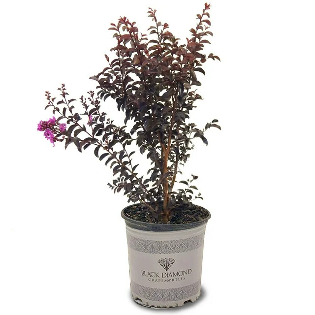 Black Diamond Blooms 18" Purely Purple Crape Myrtle Live Plant with Pot | Walmart (US)