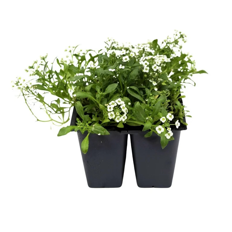 Expert Gardener 4 Pack White Alyssum Live Plant Grower Pot Sun | Walmart (US)