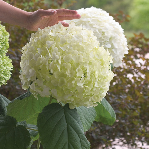 Incrediball\u00ae Hydrangea | Plant Addicts