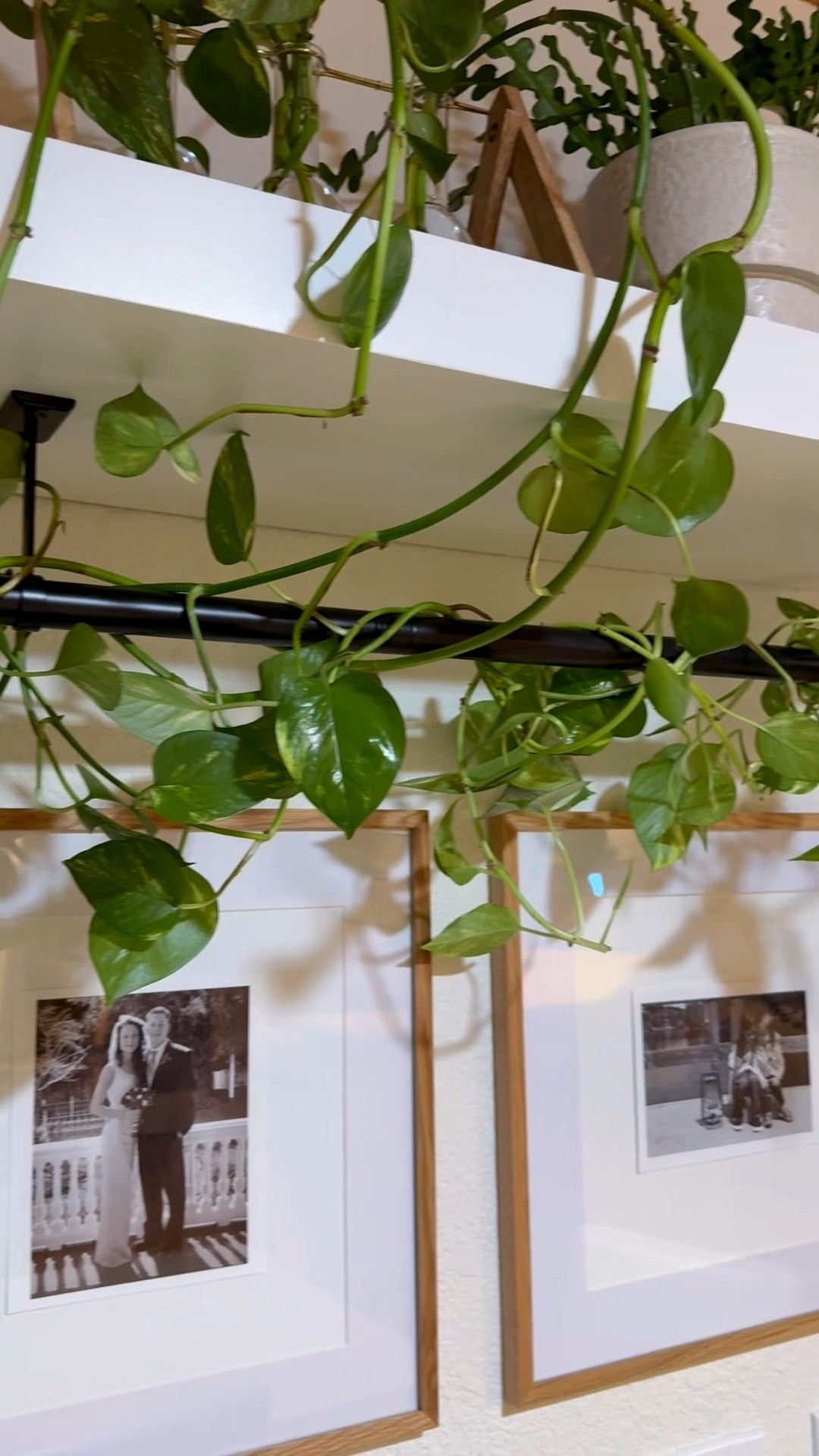 We wanted this growing pothos to work in the space without taking over. A floating shelf and hanging rod created the perfect solution. Now this wall has life, dimension, and a playful sense of design. 

 #LTKHome