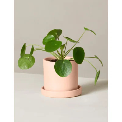 Pilea Plant in Pot | Wayfair North America