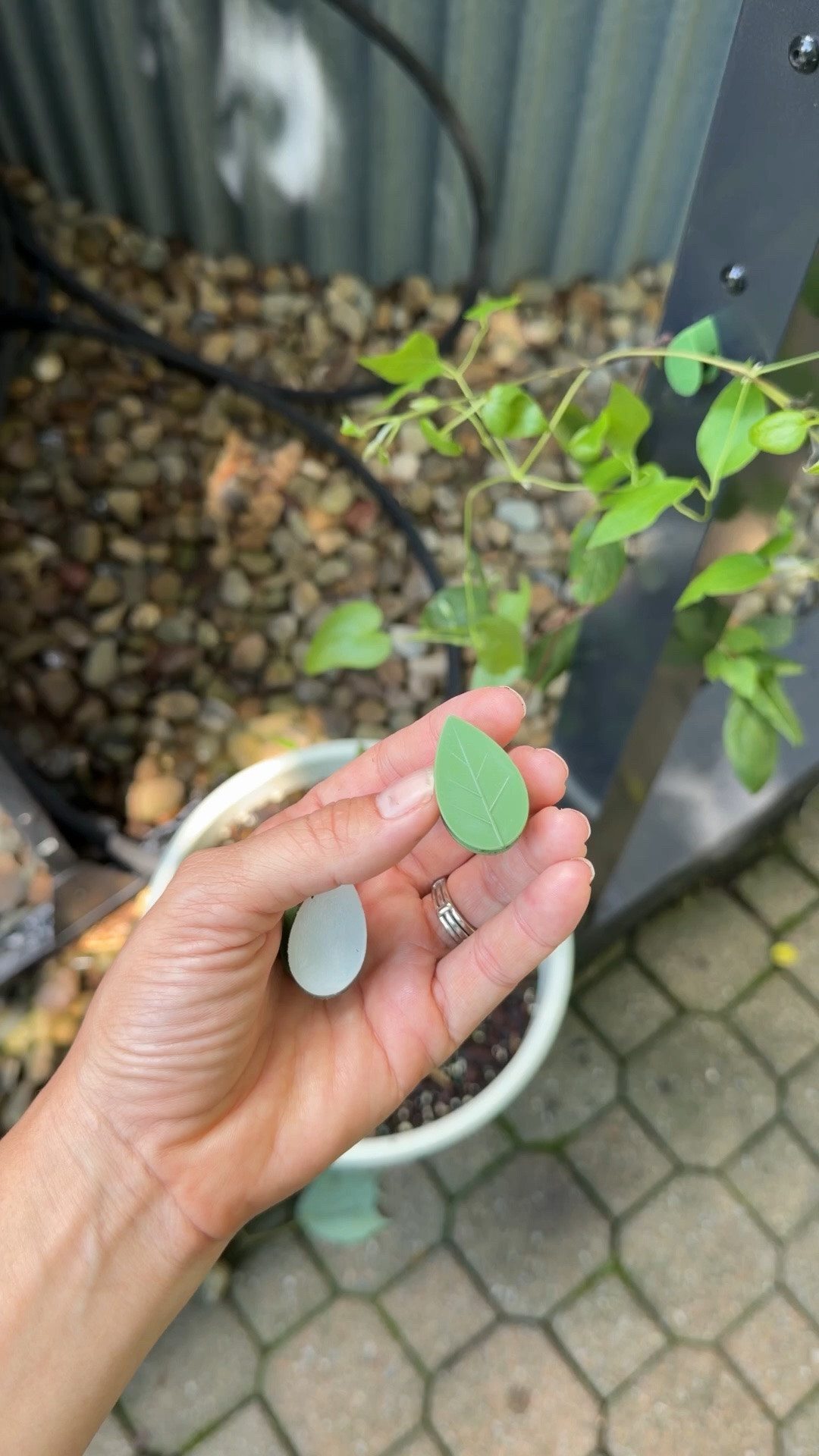 Adhesive climbing plant clips, we’ve used them inside & outside for years!

#LTKSeasonal #LTKHome