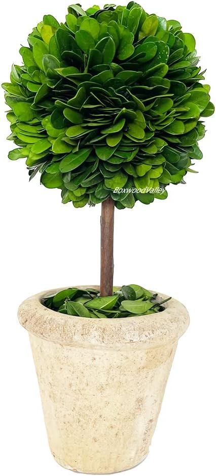 Natural Preserved Boxwood Topiary in Pot 13 inch Stunning Greenery and Plant Decor Great for Home... | Amazon (US)
