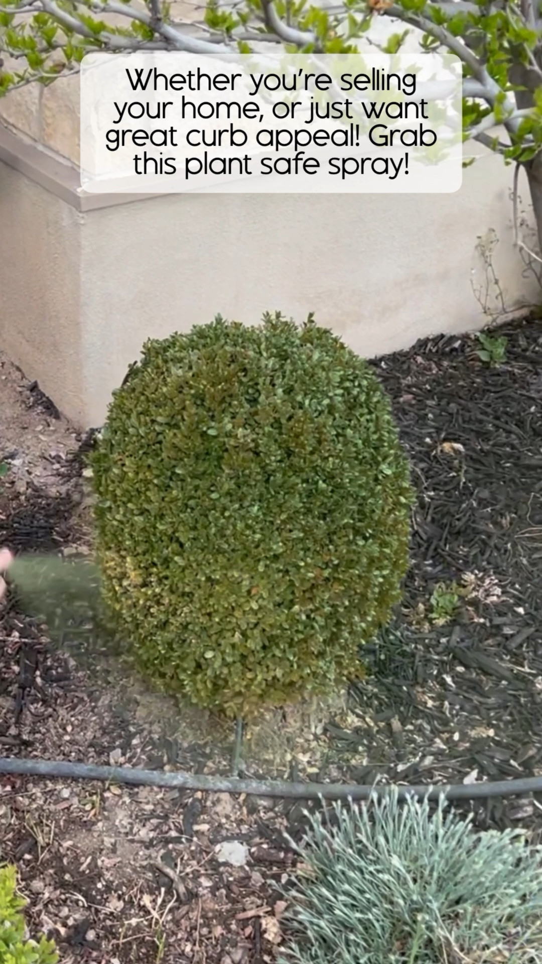 This spray doesn’t affect growth, is plant safe, and gives great curb appeal!

#LTKgrwm #LTKHome #LTKSeasonal