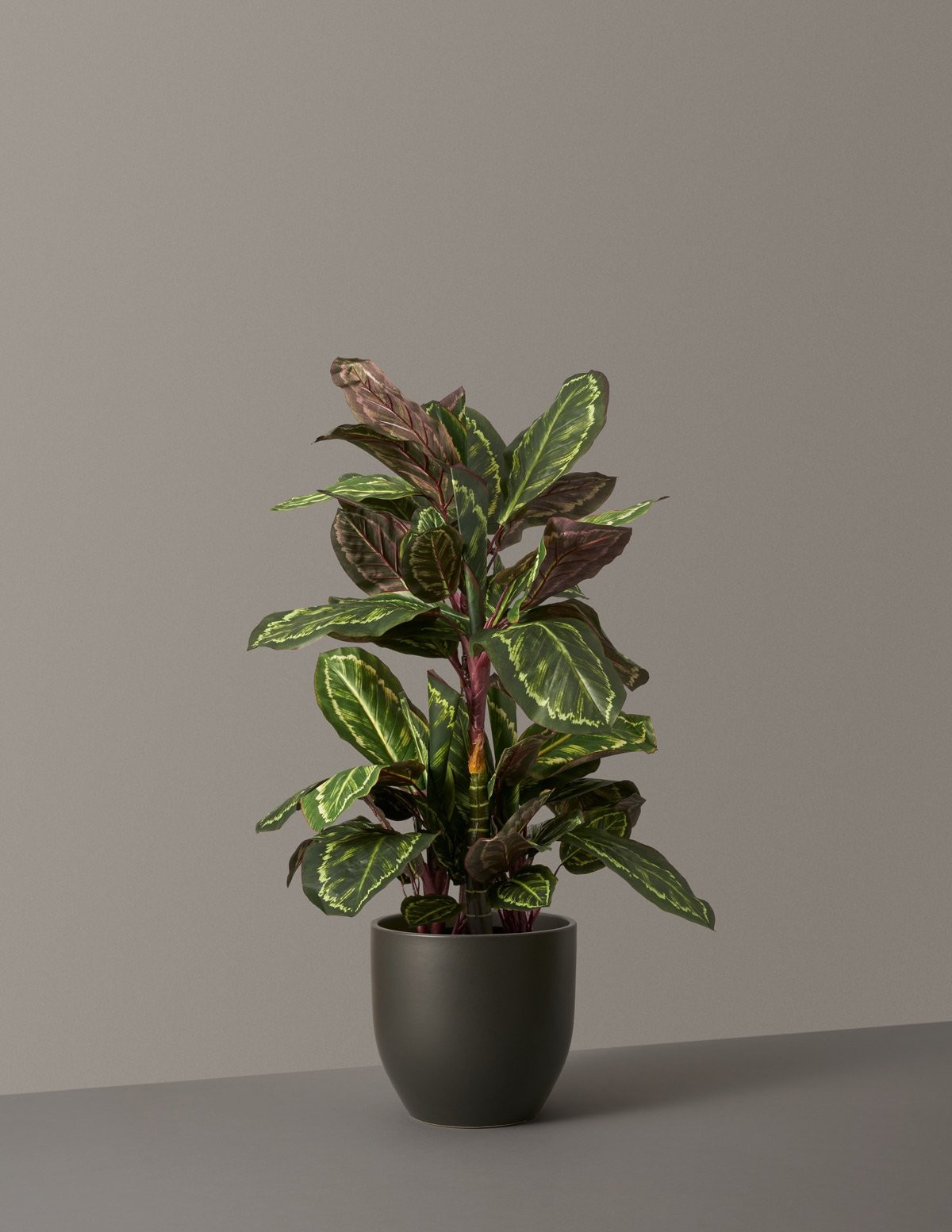 Faux Calathea Medallion | The Sill