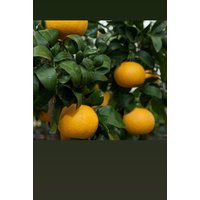 Sour Orange Leaf(Fey Zoranj Su Sèche | Etsy (US)