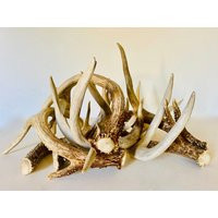Vintage Deer Antler Shed | Etsy (US)