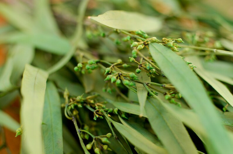 Preserved Green Seeded Willow Eucalyptus Willow Eucalyptus | Etsy | Etsy (US)